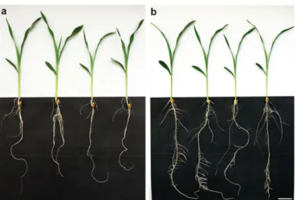 Fig. 3 Comparison of root and shoot length and weight.