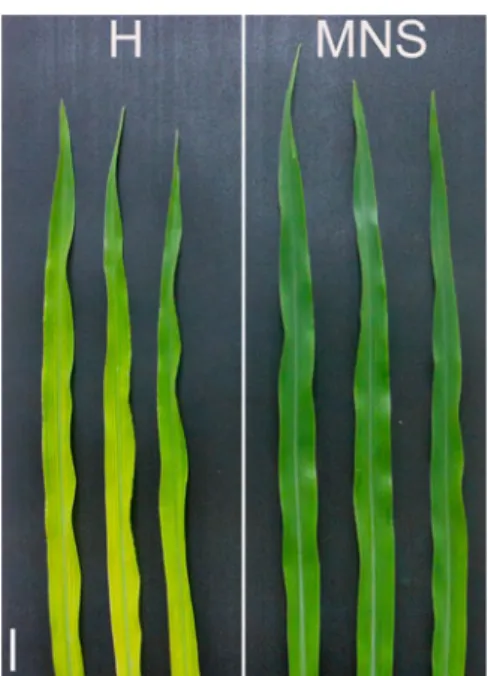 Fig. 4 Leaves of 12 day-old maize plants grown in the SF- SF-ROBS containing Hoagland ’ s No