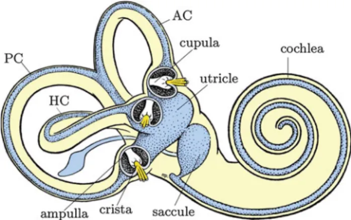 Fig. 1 The membranous labyrinth (blue) and the bony labyrinth (yel- (yel-low) of the inner ear (adapted from Obrist et al