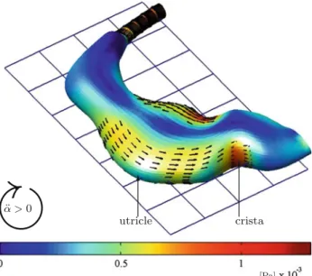 Fig. 8 Shear stresses at the wall of the utricle for an angular accelera- accelera-tion in the plane of the PC (¨ α = 120 ◦ /s 2 )