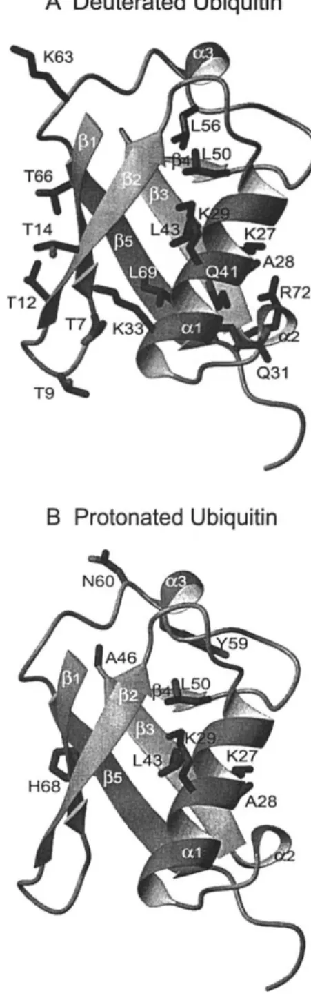 Figure 4. Ribbon representation of an X-ray structure of ubiquitin (1ubq.pdb, Vijay-Kumar et al., 1987), where side-chains are shown for residues that feature significant CSM/CSM contributions