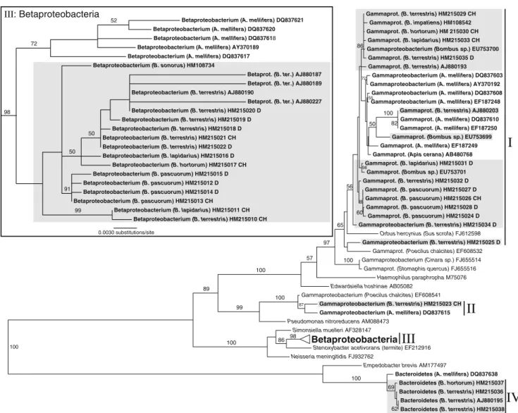 Figure 2 Maximum likelihood tree for 16S sequences of Proteobac- Proteobac-teria and Bacteroidetes from this study (clades I to IV) and related sequences from GenBank