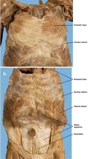 Fig. 1 Overview of the anterior trunk. a Superficial muscular layer with view to the pectoralis major and serratus anterior muscles
