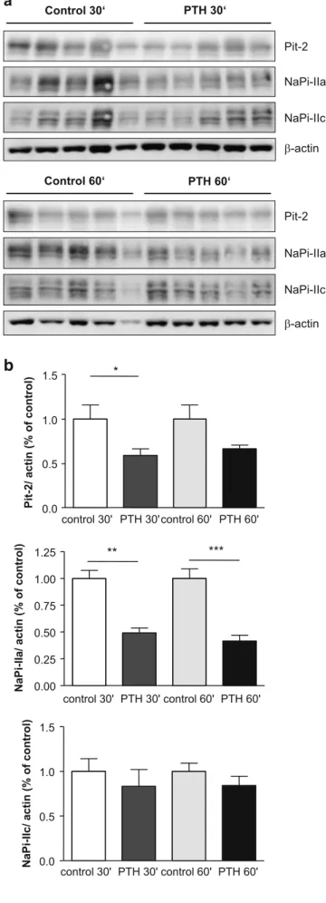 Fig. 5 Parathyroid hormone (PTH) decreases the abundance of NaPi- NaPi-IIa and Pit-2 in the brush border membrane