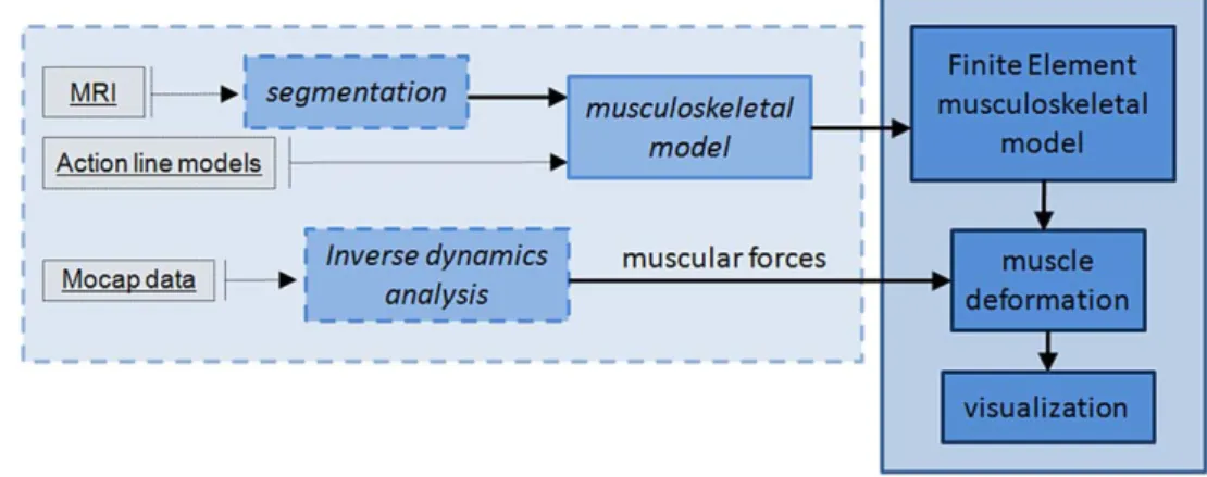 Fig. 1 Segmented MRI are used to create the surface models of the muscles, bones and tendons
