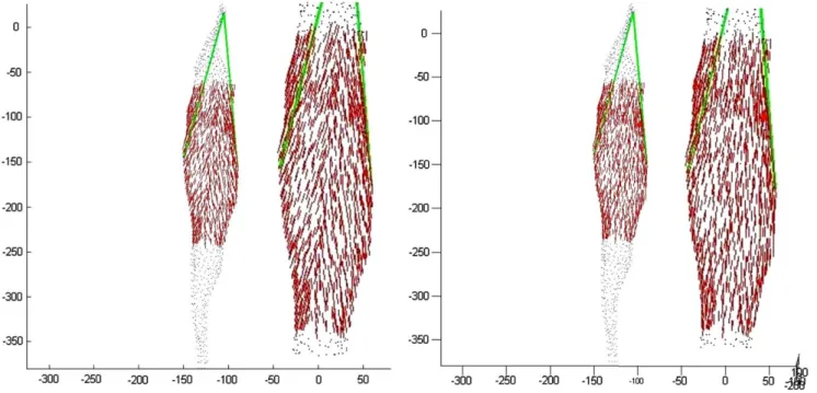 Fig. 4 Nodal forces (in red) on the left quadriceps muscle based on two action lines (in green)