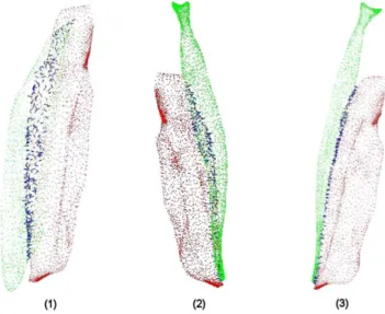 Fig. 5 Visualization of constrained pairs of nodes (blue) between (1) Vastus Medialis (green) and Vastus Intermedius (red), (2)  Rec-tus Femoris (green) and VasRec-tus Intermedius (red), (3) RecRec-tus Femoris (green) and Vastus Lateralis (red)