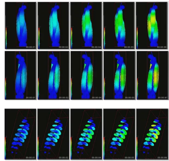Fig. 6 Deformations of the volumetric models of the quadriceps femoris system during contraction