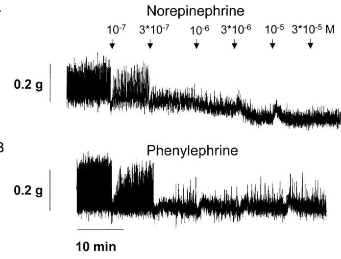 Fig. 1. Effect of norepinephrine (A) and phenylephrine (α 2 ) (B) on spontaneous activity