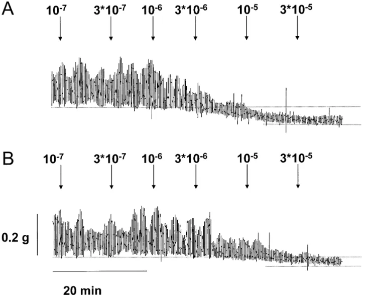 Fig. 4. (A) Effect of ritodrine (β 2 ) on spontaneous activity. Ritodrine was administered cumulatively and caused a dependent decrease in contractile activity