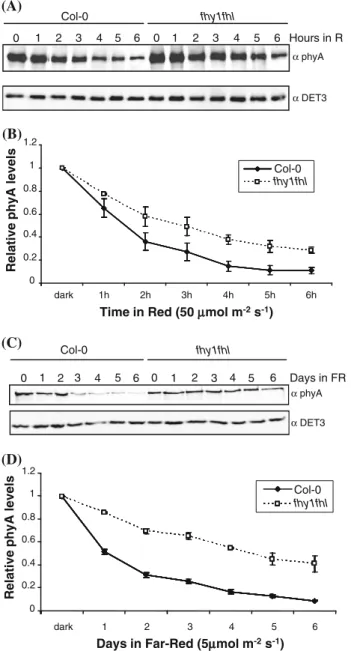 Fig. 1 The light-induced reduction of phyA levels is slower in fhy1fhl. Total protein extracts from 3-day-old etiolated seedlings of Col-0 and fhy1fhl transferred for increasing amounts of time into red light (50 lmol m -2 s -1 ) or far-red light (5 lmol m