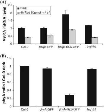 Fig. 3 Constitutively nuclear phyA-NLS-GFP levels decline rapidly in response to light