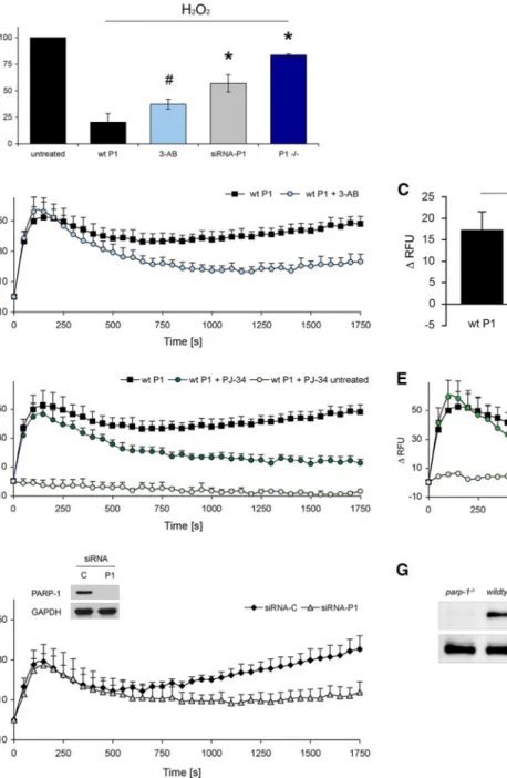 Fig. 2 Inhibition of PARP-1 protects cells against cytotoxicity and reduces Ca 2? levels after H 2 O 2 