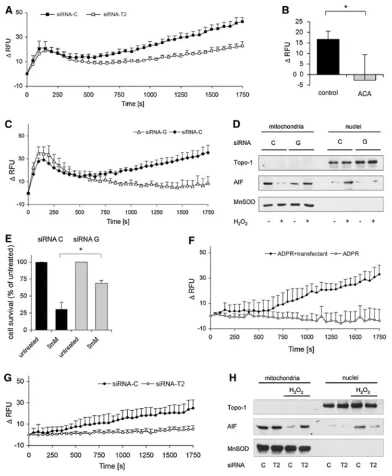 Fig. 4 PARG and TRPM2 are required for Ca 2? gating. a Fluo-4 assay in cells silenced (siRNA-T2) or unsilenced (siRNA-C) for the trpm2 gene after 5 mM H 2 O 2 (mean ± SD; n = 3)