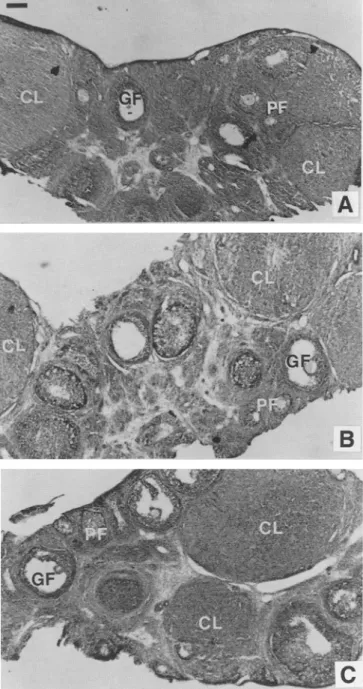Fig. 2. Structure o fovarian tissues studied at the light microscope  level in a control rat (A) and in representative rats treated with 2  (B), and 4 (C) gg IGF-I/g BW/d between 20 and 41 d