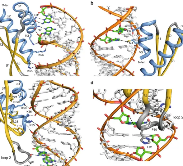 Fig. 6 Sequence specific interactions in the dsRNA minor grooves.