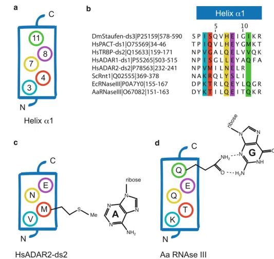 Fig. 7 a Schematic representation of helix a1 showing the position of the residues involved in dsRNA binding