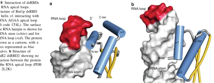 Fig. 8 Interaction of dsRBDs with RNA apical loops.
