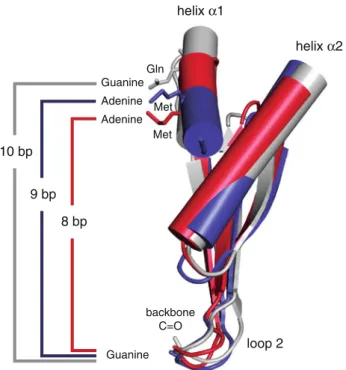 Fig. 9 Register variability between sequence specific contacts from helix a1 and loop 2