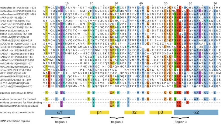 Fig. 1 Sequence alignment of various double-stranded RNA binding domains. Multiple sequence alignment of various dsRBD from human (Homo sapiens, Hs), fruit fly (Drosophila melanogaster, Dm), baker’s yeast (Saccharomyces cerevisiae, Sc), frogs (Xenopus leav