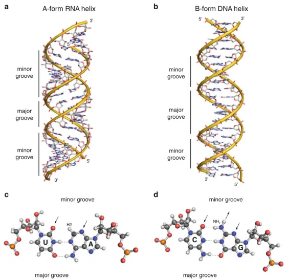 Fig. 4 Sequence discrimination in the minor groove. a, b Differences in the topology of the A-form dsRNA helix and the B-form dsDNA helix