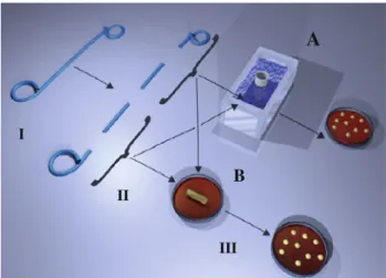 Fig. 1 Experimental set-up: I, stents were divided into four parts; II, the two proximal and distal specimens were randomly assigned for sonication a or roll-plate b; III, roll-plate and sonicate-fluid culture