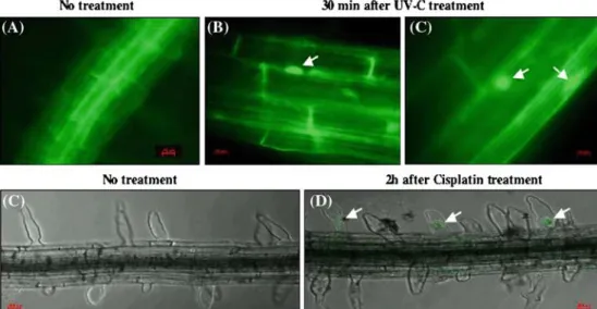 Figure 2. Subcellular localisation of a constitutively expressed AtCEN2-GFP fusion upon UV-C and Cisplatin treatments in Ara- Ara-bidopsis root cells
