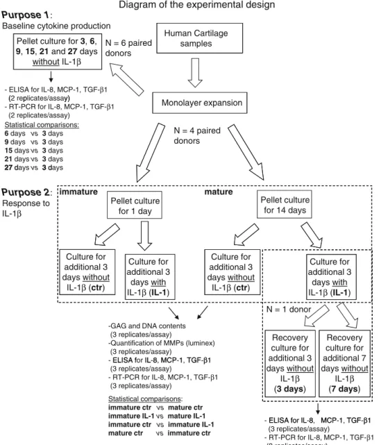 Diagram of the experimental design