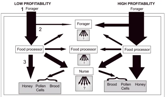 Figure 6. The schematic flow of nectar of a single forager load in a honeybee colony in late summer, coming either from a food source of high or low profitability (either in terms of nectar flow or sugar  concentra-tion)