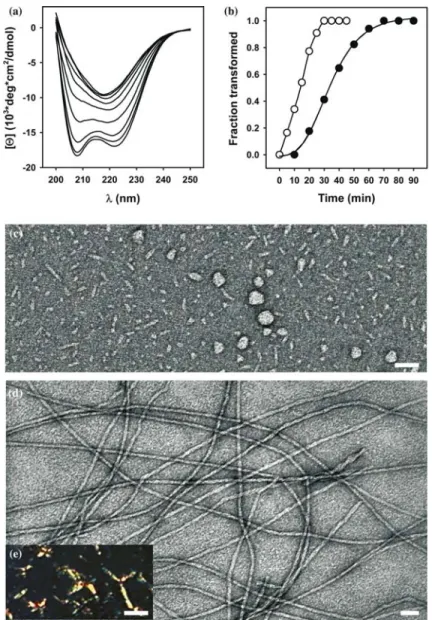 Fig. 3. ccb forms amyloid-like aggregates rich in b-sheet structure at elevated temperatures