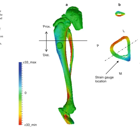 Fig. 5 Strain distribution throughout the entire rat tibia.