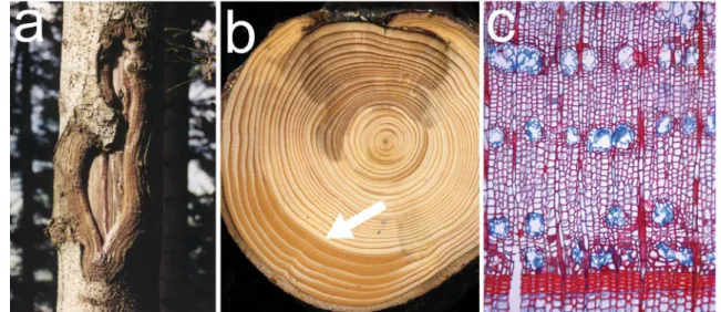 Figure 2 shows different XRCT images of a L. decidua cross-section with an almost entirely overgrown scar, which was inflicted to the tree 15 years before it was sampled for analysis