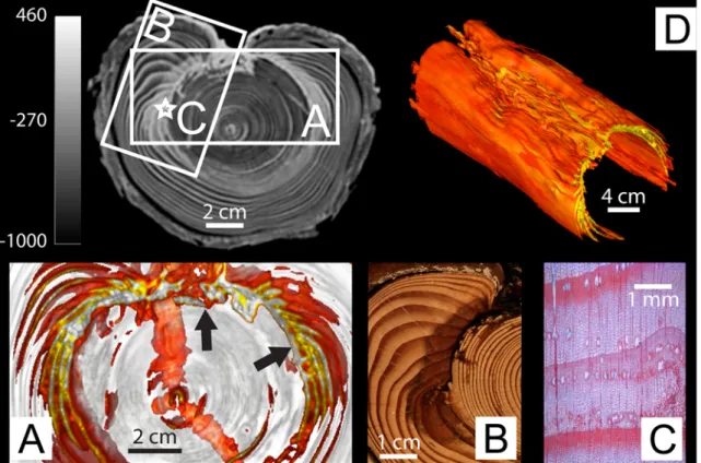 Figure 2d represents a 3D cut out of the unprocessed data where growth rings formed prior to wounding have been removed