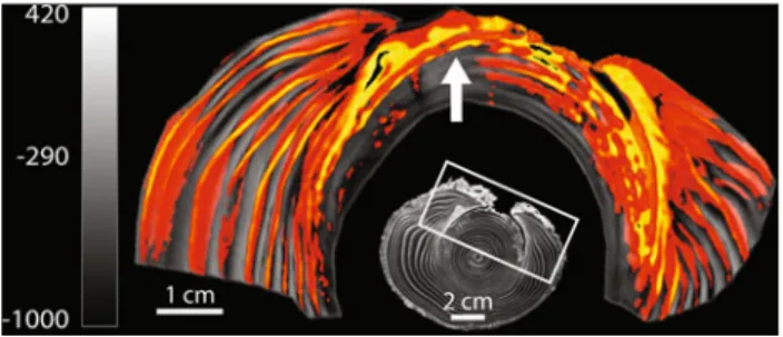 Fig. 4 Cross-section of a Silver fir (A. alba Mill.) tree (inset). In contrast to the other species, A