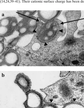 Fig. 4. Transmission electron microscopy of the phagocytosis of poly- poly-ethylenimine-coated microparticles (MPs) by dendritic cells