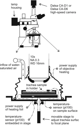 Fig. 1 Details of the trachea sample placed in the climate chamber