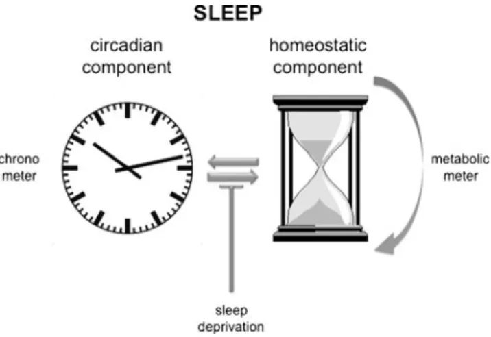 Fig. 1 A circadian and a homeostatic component regulate sleep in mammals. The circadian component corresponds to a chronometer (left) whereas the homeostatic component corresponds to a metabolic meter with an hourglass-like mechanism