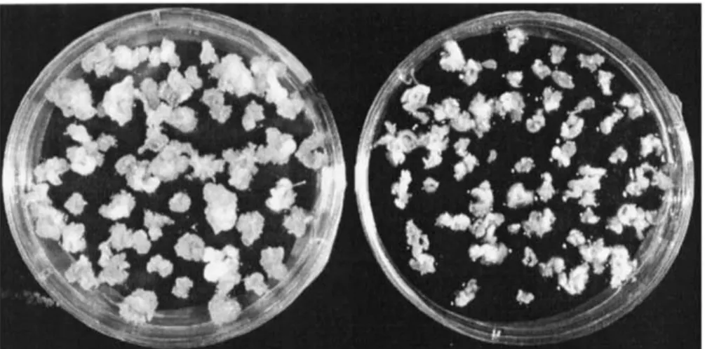 Figure 1. The effect of silver nitrate on shoot organogenesis and callus formation in MCol22; left, without silver nitrate; right, with 4 mg l − 1 silver nitrate.