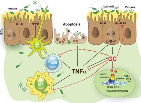 Fig. 4 Regulation of intestinal glucocorticoid synthesis by TNF α . Alterations in epithelial barrier integrity lead to the activation of intestinal immune cells releasing pro-inflammatory cytokines such as TNFα, which further amplifies the local immune re