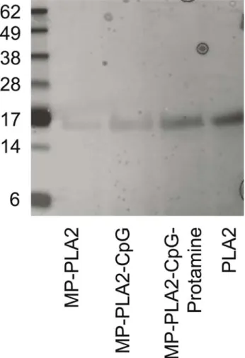 Fig. 2. Silver-stained SDS-PAGE of PLA2 extracted from the different microparticle formulations