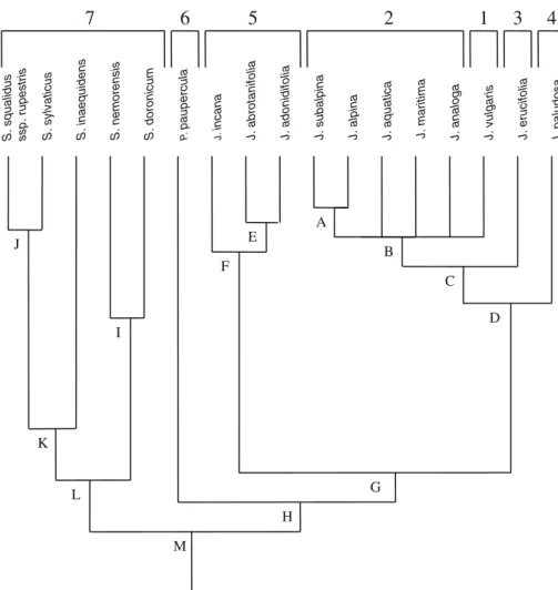 Fig. 1 Composite cladogram based on DNA sequence data (Pelser et al. 2002, 2004, 2007, 2010)
