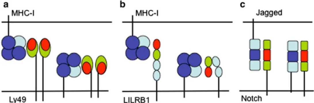 Fig. 1 Schematic representation of the structural basis for cis–trans interaction by cell surface receptors