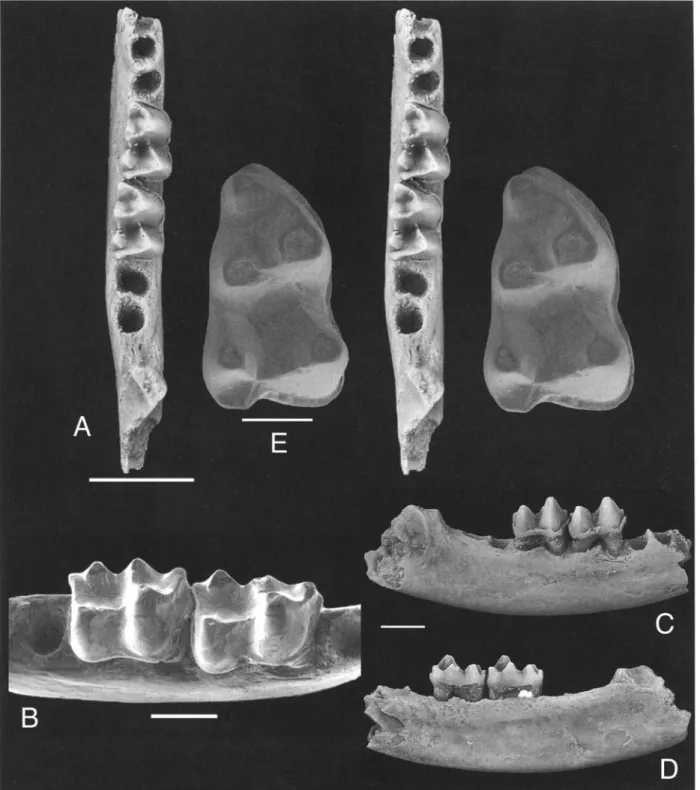 Fig.  1. A-D:  Ghamidtherium dimaiensis n.  gen.,  n. sp.  CGM  83699,  right dentary fragment  including  m?2-3  and  al-  veoli for m?l  and m?4