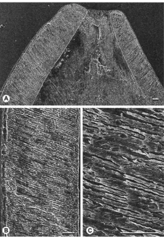 Fig.  2.  Ghamidtherium dimaiensis n. gen.,  n. sp.  Enamel  longitudinal  sections  of  the  protoconid  of  DPC  22442D; 