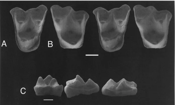 Fig.  4.  Mammalia indet. A:  DPC  21372A,  left M?2.  -  B:  DPC  21372B  right M?3,  stereopairs of occlusal views,  scale 