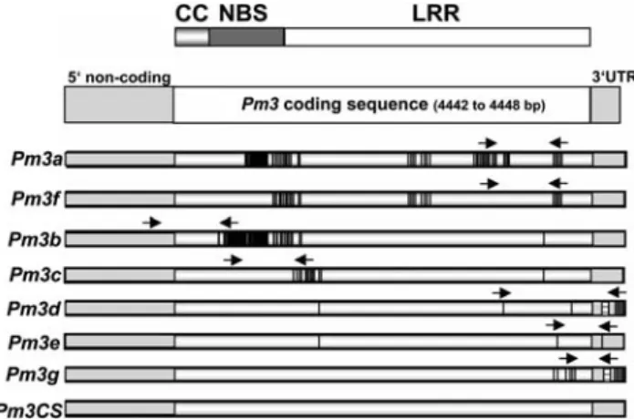 Fig. 1 Position of speciWc primers for Pm3 resistance alleles. The genomic sequences of each Pm3 allele (Pm3a–Pm3g and Pm3CS) including Xanking 5⬘ non-coding and 3⬘ untranslated region (UTR) are shown