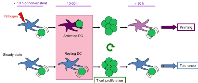 Fig. 2 Different steps in DC – T cell contact dynamics during priming and tolerance induction [14 – 16, 26, 32]