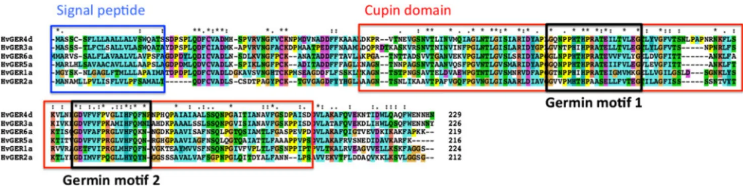 Fig. 1 Multiple sequence alignment of the barley germin amino- amino-acid sequences that characterise the GER families in cereals (Druka et al