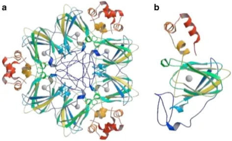 Fig. 2 The hexameric 3D-protein structure of the barley 130 kDa germin protein (a) made up of six individual germin monomer proteins (b) that each bind one manganese ion each (grey spheres in the middle of b)