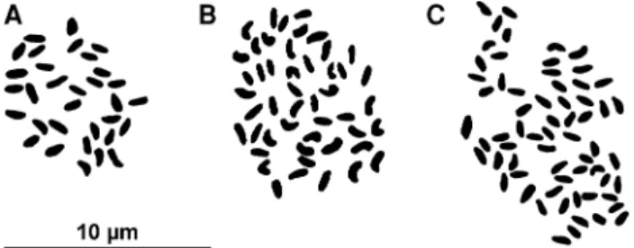 Fig. 1 Somatische Metaphasen. (a) Geranium purpureum (2n = 32), (b) experimentell hergestellter Bastard Geranium purpureum 9  Ge-ranium robertianum (2n = 48), (c) Geranium robertianum (2n = 64)